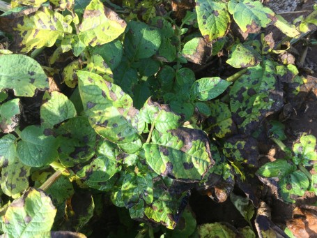 mandipedia-een-blik-op-alternaria